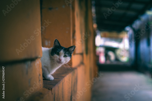 Obraz na płótnie Gato solitario.