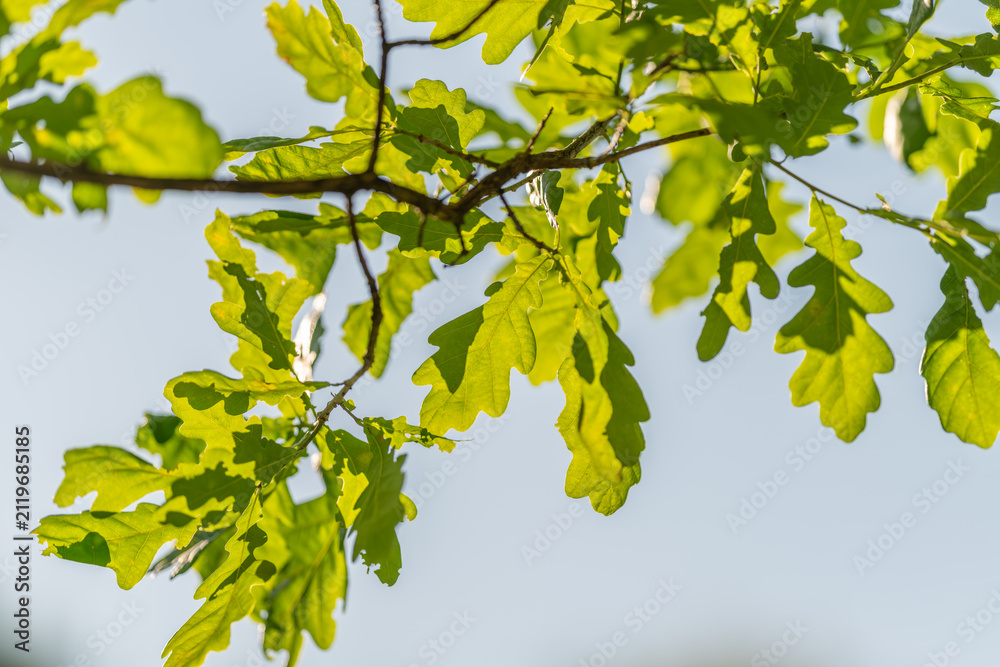 Fototapeta premium Sunlit oak leaves on delicate branch against pale sky with shallow depth