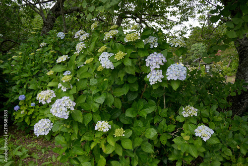 紫陽花の花