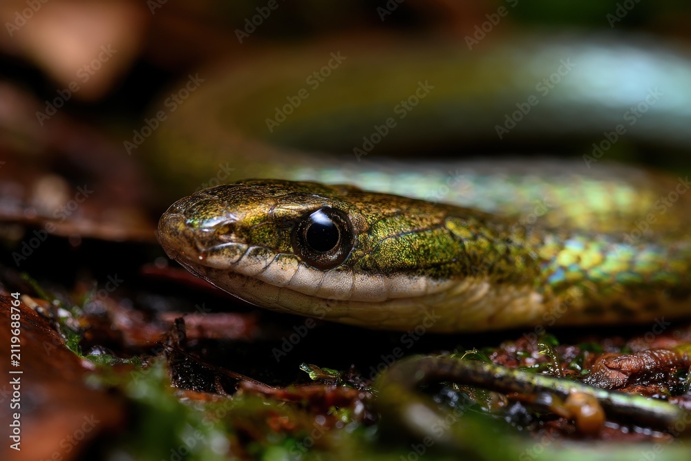 Fototapeta premium Macro photograph of a sunbeam snake resting on damp leaf litter in a tropical rainforest