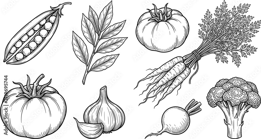 Obraz premium Hand Drawn Fresh Vegetable Sketch Vector Set with Detailed Vintage Illustrations of Tomato Garlic Carrot Broccoli Peas and Herb Leaf Designs