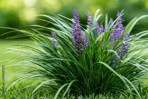 Macro view of liriope in a bright garden, soft background blur and detailed foliage