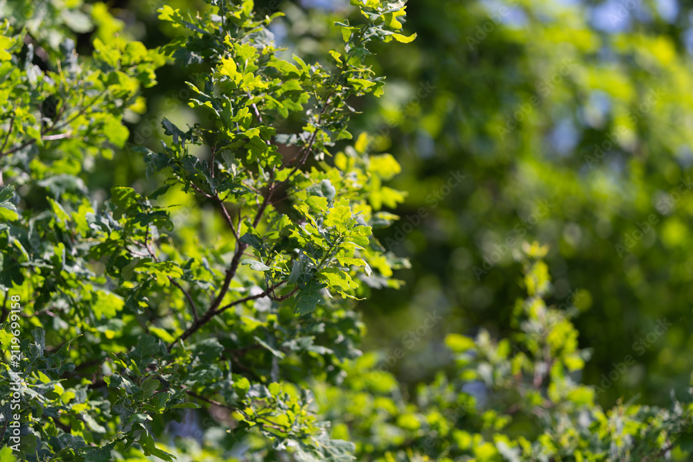 Fototapeta premium Sunlit green oak branches with fresh spring foliage