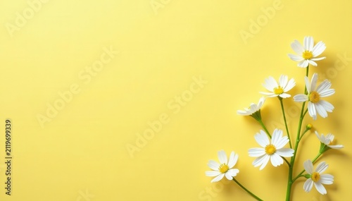 Pastel yellow backdrop adorned with tiny white gypsophila , celebration, decor