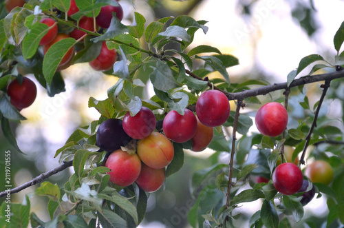 Konstfotografi Cherry plum (Prunus cerasifera) tree branches with yellow, red, burgundy shades ripen fruits and green leaves against sky background