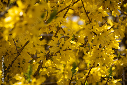 Yellow Flowers