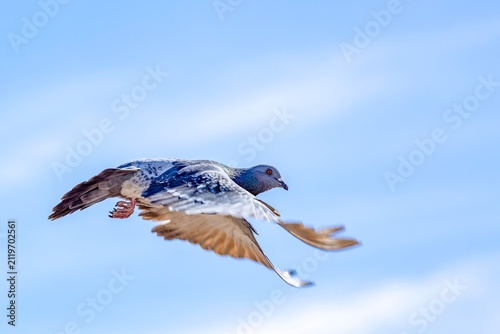 Obraz na płótnie Pigeon with Wings Spread Flying