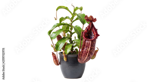 Nepenthes carnivorous pitcher plant in black pot, exotic tropical monkey cup plant with red speckled traps, botanical specimen on white background