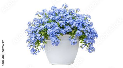 Blue plumbago flowers in white ceramic pot, blooming cape leadwort plant isolated on white background, decorative garden floral arrangement