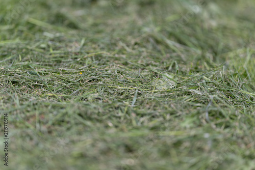 Close-up of freshly cut grass with shallow depth of field