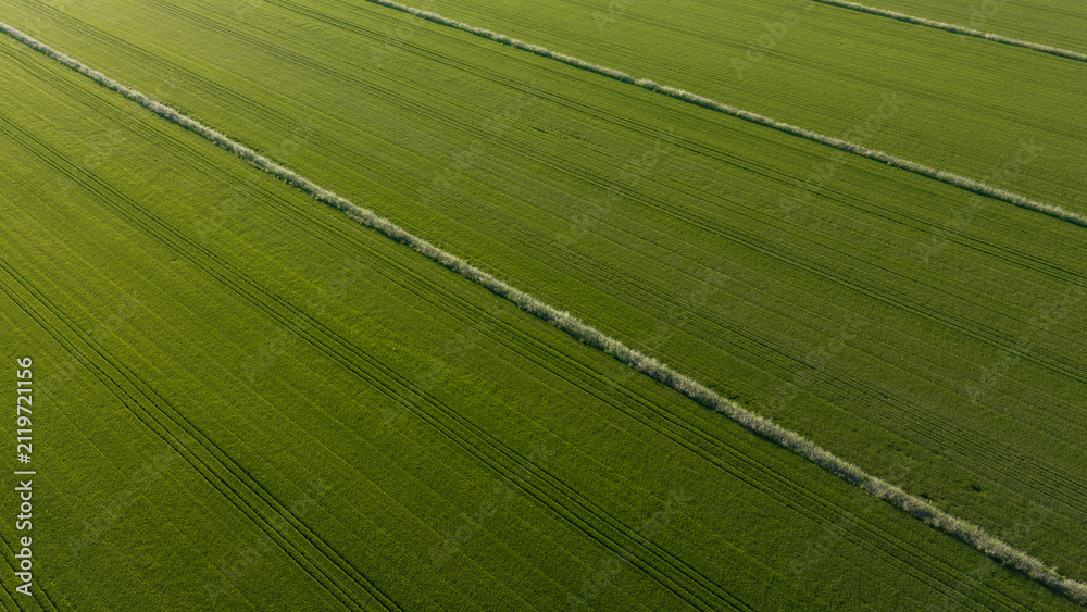 Obraz premium Green Agricultural Field With Parallel Crops Rows Viewed From Above