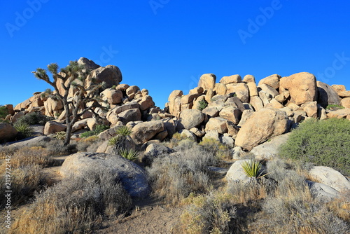 Joshua Tree National Park, a desert park with its geologic wonders and Joshua trees in California, United States