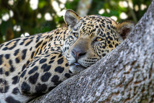 Canvas Print Jaguar - Panthera onca, beautiful large cat from South American forests, Pantanal, Brazil