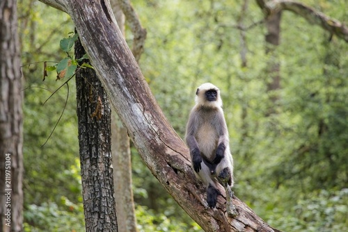 Canvas Print Gray langur monkey resting on a tree trunk in a lush forest