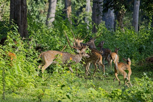 Herd of spotted deer chital axis deer in a lush green forest