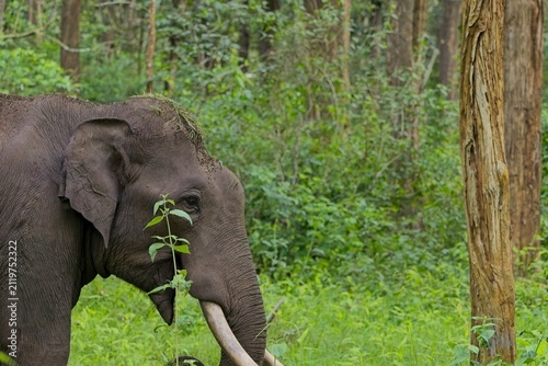 Photography Profile of a wild Asian elephant with tusks in a green forest