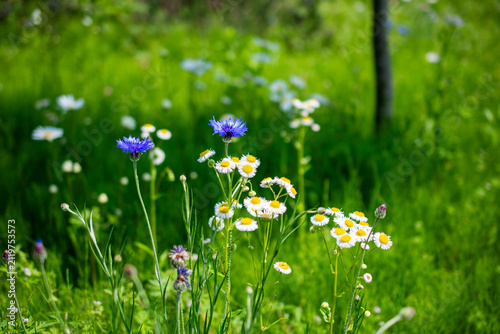 Fotografie 初夏の柔らかな緑の中で、青や白の可憐な野草の花が咲き誇る風景