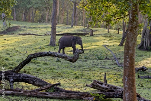 Wild elephant walking in a lush green forest
