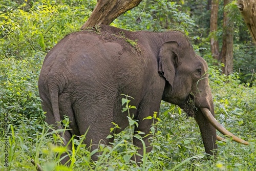 Wild male Asian elephant with tusks grazing in a lush green forest