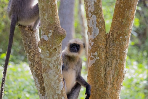Wild gray langur resting in a forest tree
