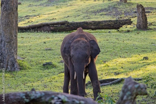 Young Asian elephant in a green forest clearing