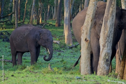 Young elephant calf in lush green forest