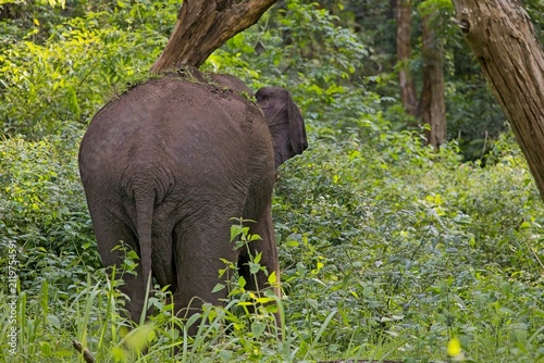 Wild Elephant Walking in Green Forest