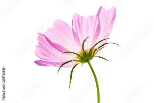 Konstfotografi Close up rear view of a single pink cosmos flower showing stem and sepals with b