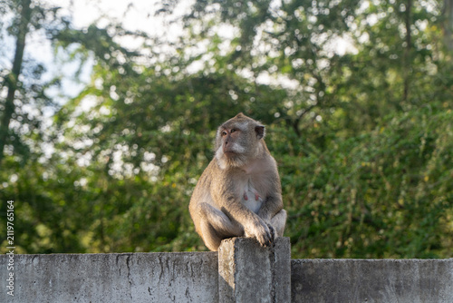 Photography Long Tailed Macaque Sitting on Concrete Wall
