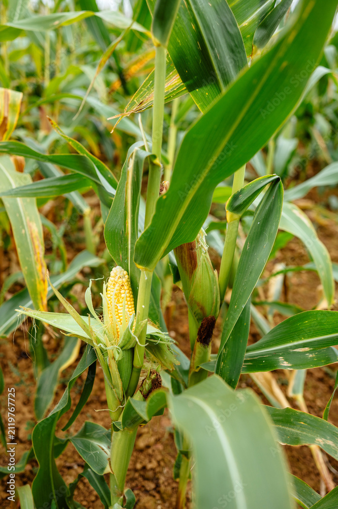 Fototapeta premium Corn cob growing on a maize plant in a field