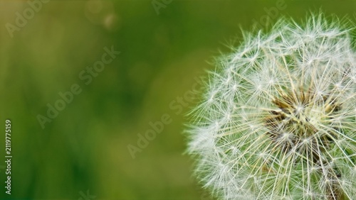 Fotografie Macro Close-Up of Dandelion Seed Head with Soft Green Bokeh Background