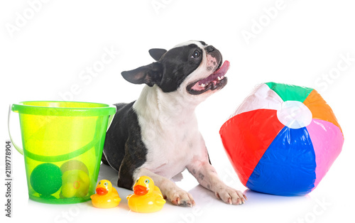 Obraz na plátně boston terrier in studio