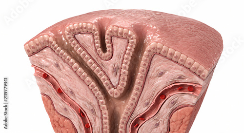 Microscopic cross section of epithelial tissue layers with capillaries and cell structure