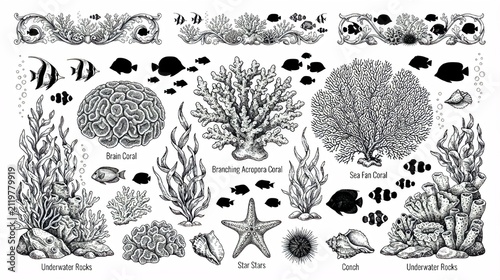Hand draw coral reef and underwater elements set, fish, starfish, seaweed, and vector illustration