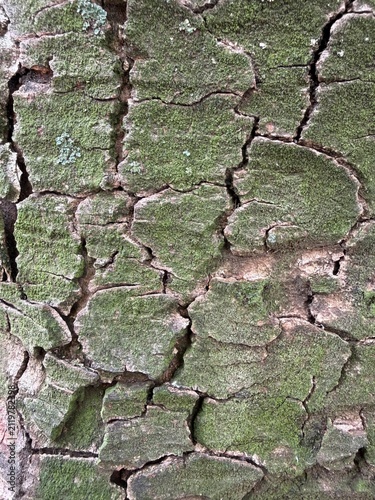 Patchy bark of a tree