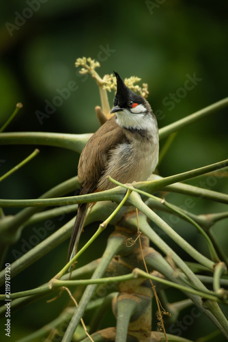 Beautiful Red-whiskered Bulbul