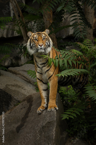 The Sumatran tiger Panthera tigris sumatrae.