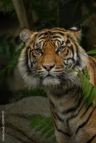 The Sumatran tiger Panthera tigris sumatrae.