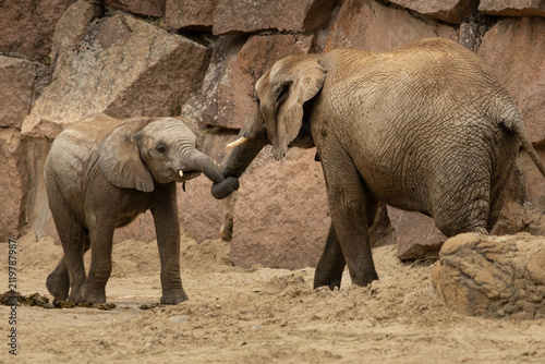 Elephants playing with their trunks