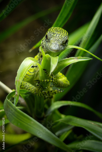 Very rare animal endemic of Varan Makreya Varanus reisingeri