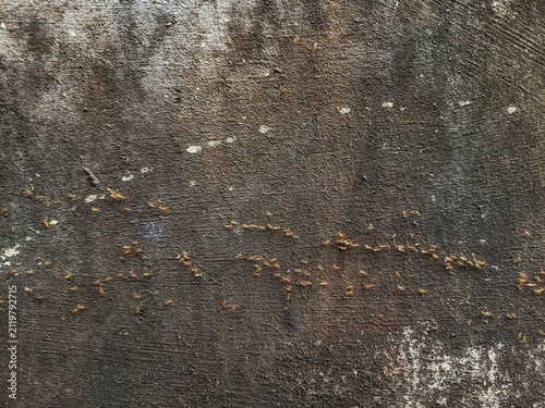 A line of small red ants crawling on a rough concrete wall texture.