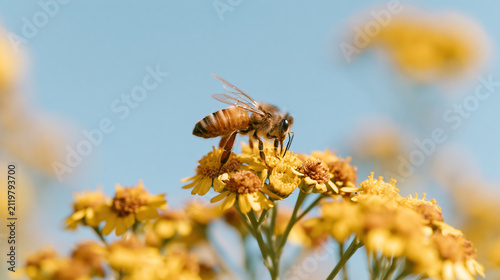 Bee on yellow flower, pollination in garden, close up of insect, biodiversity awareness campaign
