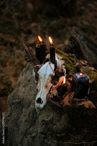 Cuadro en lienzo old animal skull with burning black candles close up in forest, dark natural background