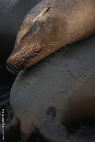 Sleeping California sea lion resting on another sea lion in San Diego