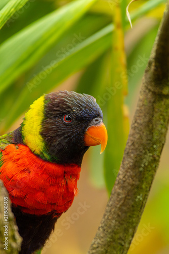 Portrait of Rainbow Lorikeet (Trichoglossus moluccanus)