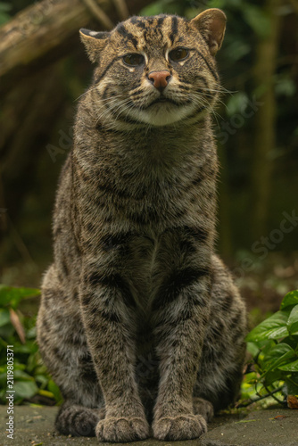 Portrait of wet fishing cat Prionailurus viverrinus