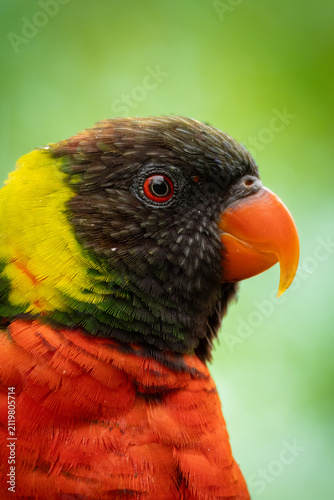 Portrait of Rainbow Lorikeet (Trichoglossus moluccanus)