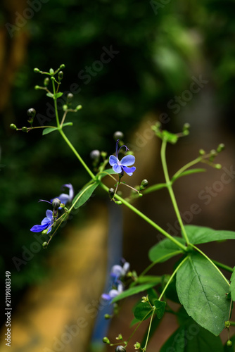 Purple flowers with green leaves in the garden