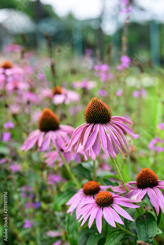 Echinacea purpurea flowers in the garden