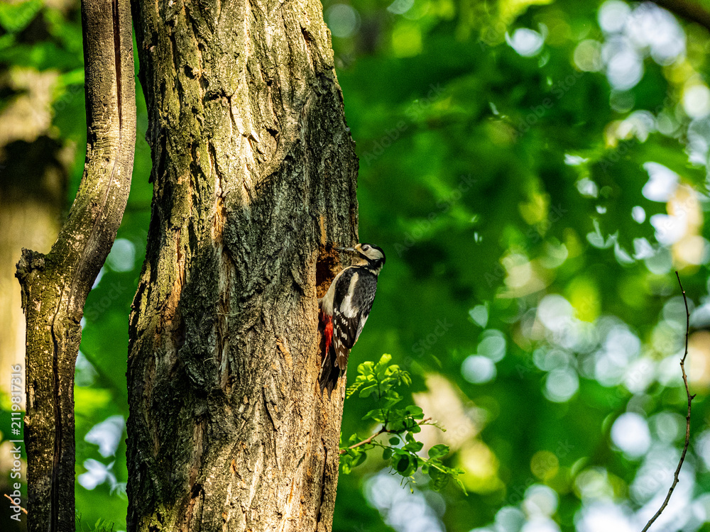 Fototapeta premium Great spotted woodpecker climbing a tree trunk in a green forest